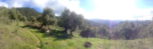 olive-trees