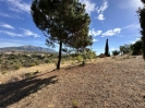 Beautiful Finca Full of Character Mijas Spain (32)